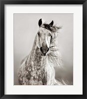 Framed Caballo de Andaluz