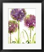 Framed Alliums