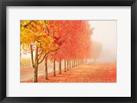 Framed Fall Trees in the Mist