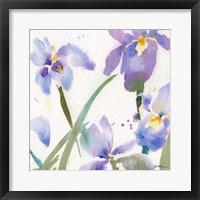 Framed Irises