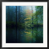 Framed Forest