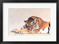 Framed Sleeping Tiger