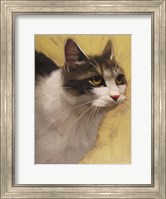 Framed Derby Cat