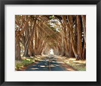 Framed Cypresses