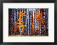 Framed Autumn Birches