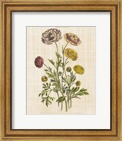 Framed 'Herbal Botany XXII v2 Linen Crop' border=