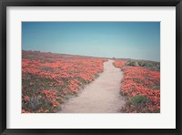 Framed California Blooms IV