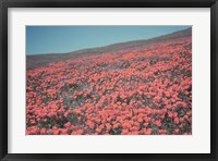 Framed California Blooms III