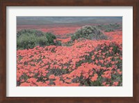 Framed California Blooms II