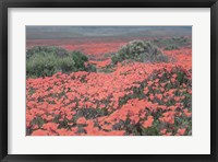 Framed California Blooms II