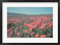 Framed California Blooms I