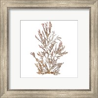 Framed 'Pacific Sea Mosses XVI White Sq' border=