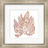 Framed 'Pacific Sea Mosses XIV White Sq' border=