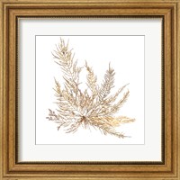 Framed 'Pacific Sea Mosses XII White Sq' border=