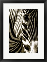 Framed Zebra Head