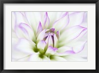 Framed Dahlia