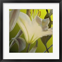 Framed Lily Green