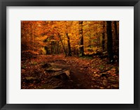 Framed Autumn Path