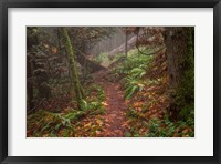 Framed Forest Stroll