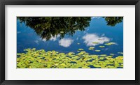 Framed Water Lilies and Reflection