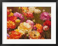 Framed Ranunculus Garden