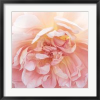 Framed Heavenly Rose