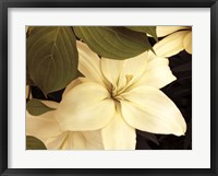 Framed Lily and Leaves