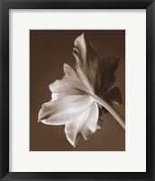 Framed Moonglow Tulip