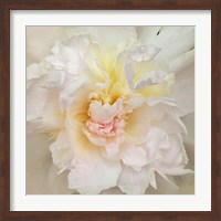 Framed Paeonia