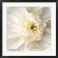 Framed Peony Praise