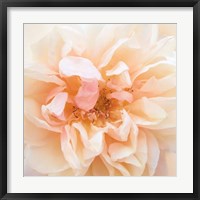 Framed Promise Rose