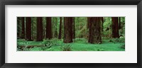 Framed Redwoods, Rolph Grove