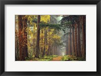 Framed Colors of the Forest