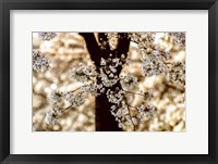 Framed Spring Black