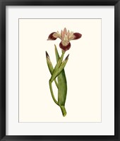 Framed Antique Iris II