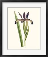 Antique Iris III Framed Print