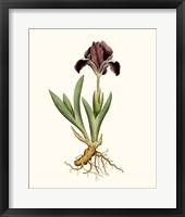 Framed Antique Iris IV