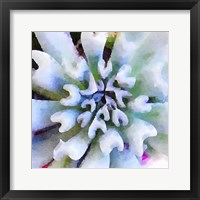 Framed Succulente I