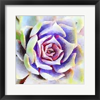 Framed Succulente II