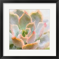 Framed Succulente XI