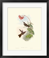 Framed Hummingbird Delight XI