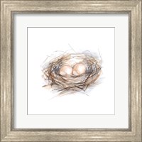 Framed 'Bird Life IV' border=