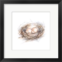 Framed 'Bird Life IV' border=