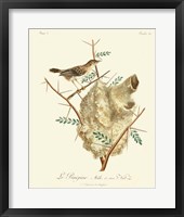 Vintage French Birds VIII Framed Print