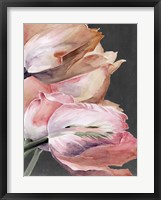 Framed Pastel Parrot Tulips IV