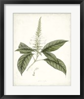 Framed Sage Botanical II