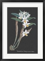 Framed Orchid on Slate I