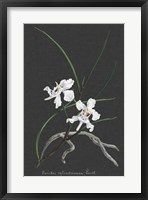 Framed Orchid on Slate II