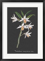 Framed Orchid on Slate IV
