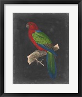 Dramatic Parrots IV Framed Print
